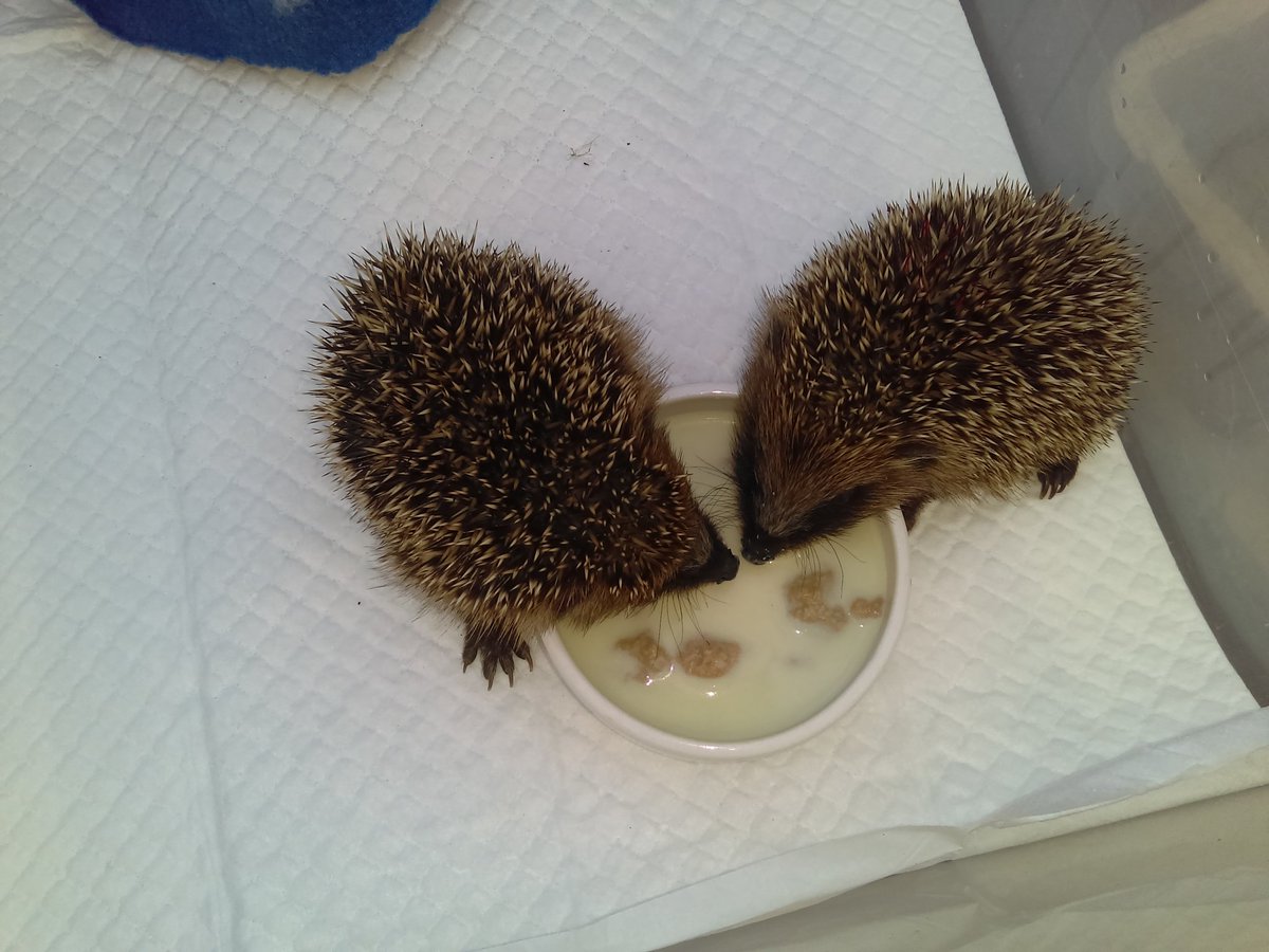 2 hoglet babies around special formula
