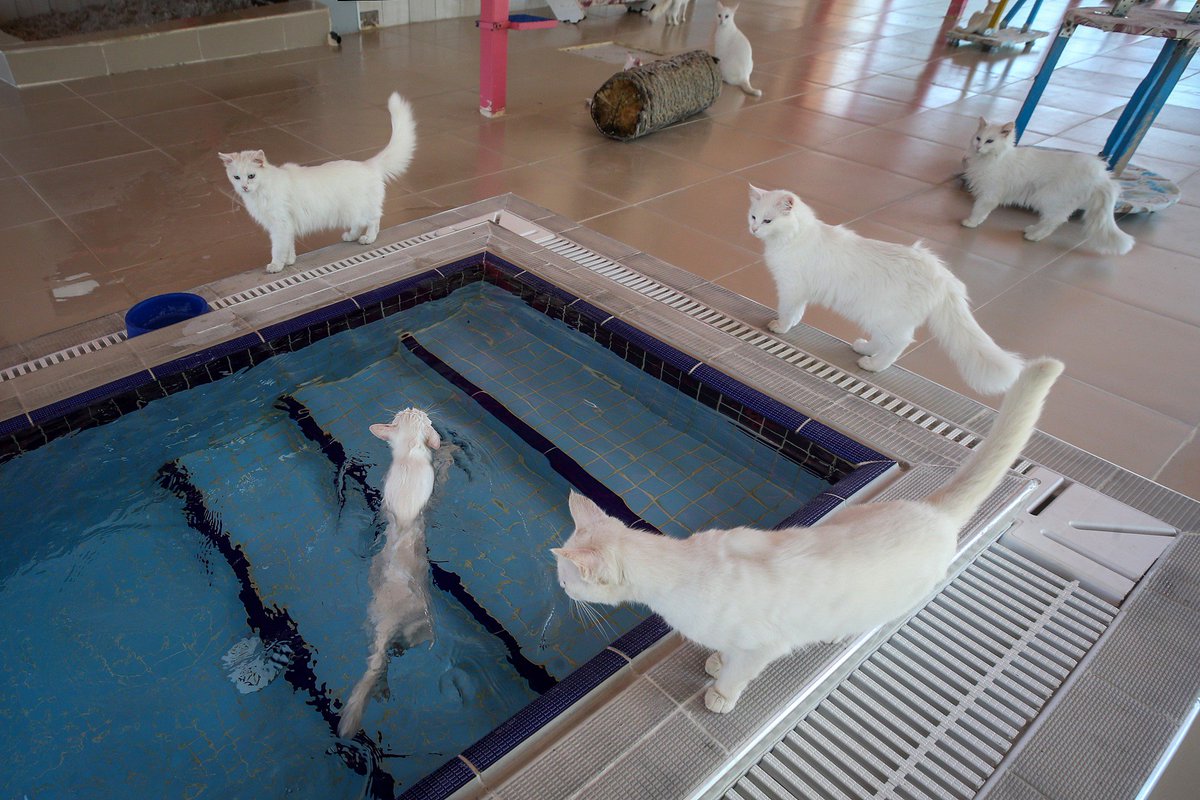 Кошки в озерах. Турецкий Ван кошка. Кот в бассейне. Бассейн для котиков. Кошечка в бассейне.