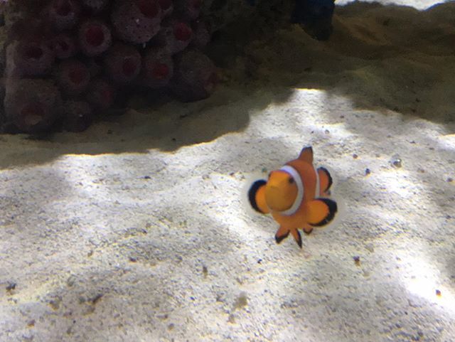 BehindThrills's tweet photo. Found him. #itsnemo @sealifeorlando https://t.co/okwITA49U0