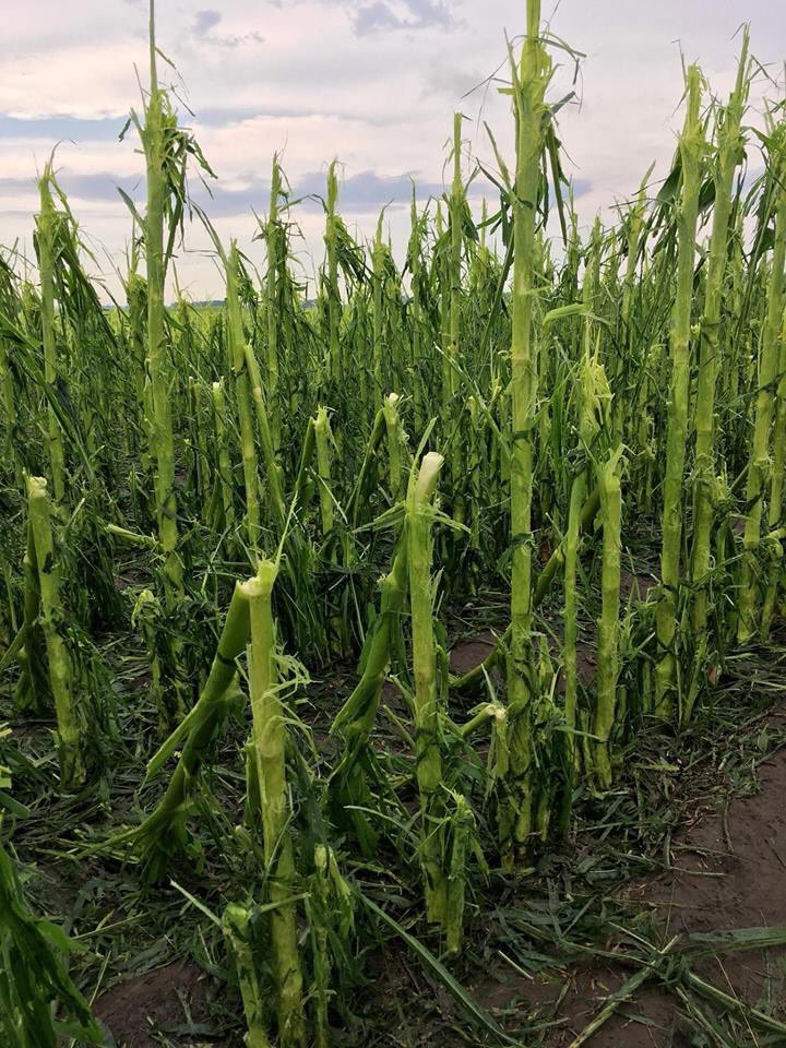 JustinDoerr's tweet image. High winds &amp;amp; Hail East of Plainview, Nebraska. facebook.com/669683207/post…
