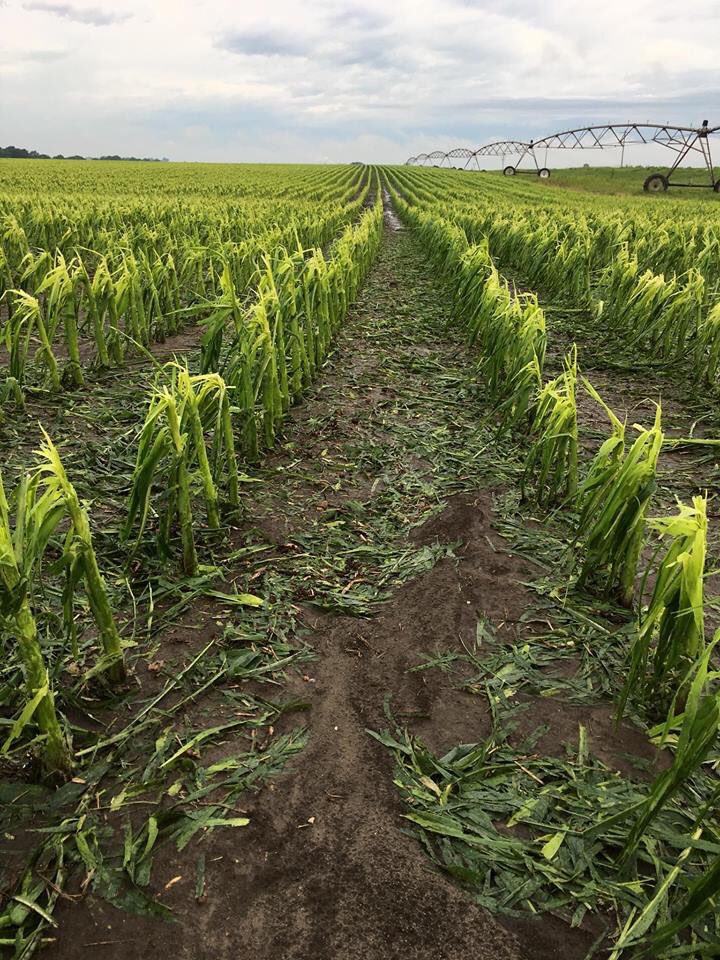 JustinDoerr's tweet image. High winds &amp;amp; Hail East of Plainview, Nebraska. facebook.com/669683207/post…