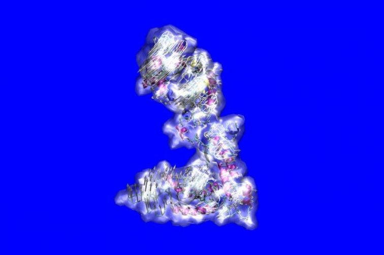 talius's tweet photo. Researchers #Decode Molecule that Gives Living #Tissues their #Flexibility
Study reveals atomic structure of #tropoelastin, showing what goes wrong in some diseases. The #stretchiness that allows living tissues to expand, contract, stretch, bend... https://t.co/U6nP3e8IOG https://t.co/D9nEzIfDl0
