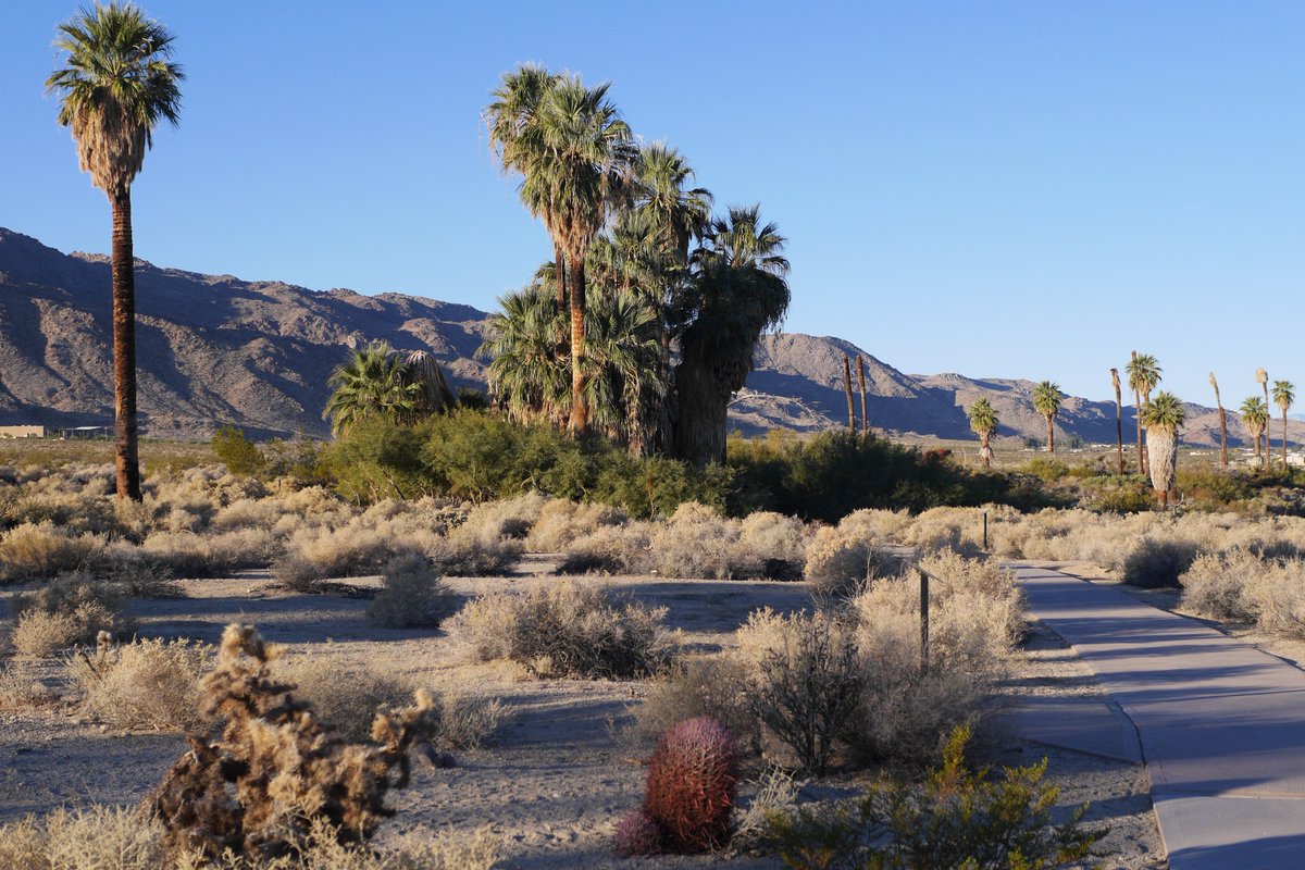 29 Palms Inn (@29palmsinn) on Twitter photo Beautiful views from the east end of the Oasis of Mara. This natural desert oasis was first settled by the Serrano who called it Mara, meaning "the place of little springs and much grass." Beautiful views from the east end of the Oasis of Mara. This natural desert oasis was first settled by the Serrano who called it Mara, meaning "the place of little springs and much grass."