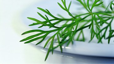 MieleUSA's tweet image. #Herbs add the right twist to dishes bit.ly/2Kv1Gxn #cookingwithmiele #HerbGuide