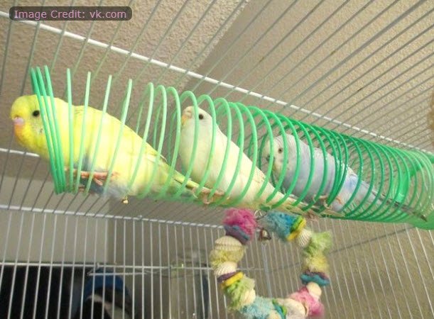 PetDIYs's tweet photo. Slinky! Fun for girls, boys... and birds! 🐦

https://t.co/mGtDTiqKyQ

#ForTheBirds #Budgies #Flock #DIY #adorable https://t.co/X1m7KTowxM