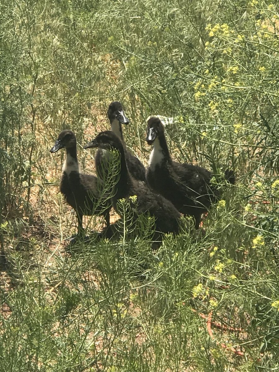 BareDPT's tweet image. Quack Quack thehighplainshomesteaders.com/2018/06/30/qua…