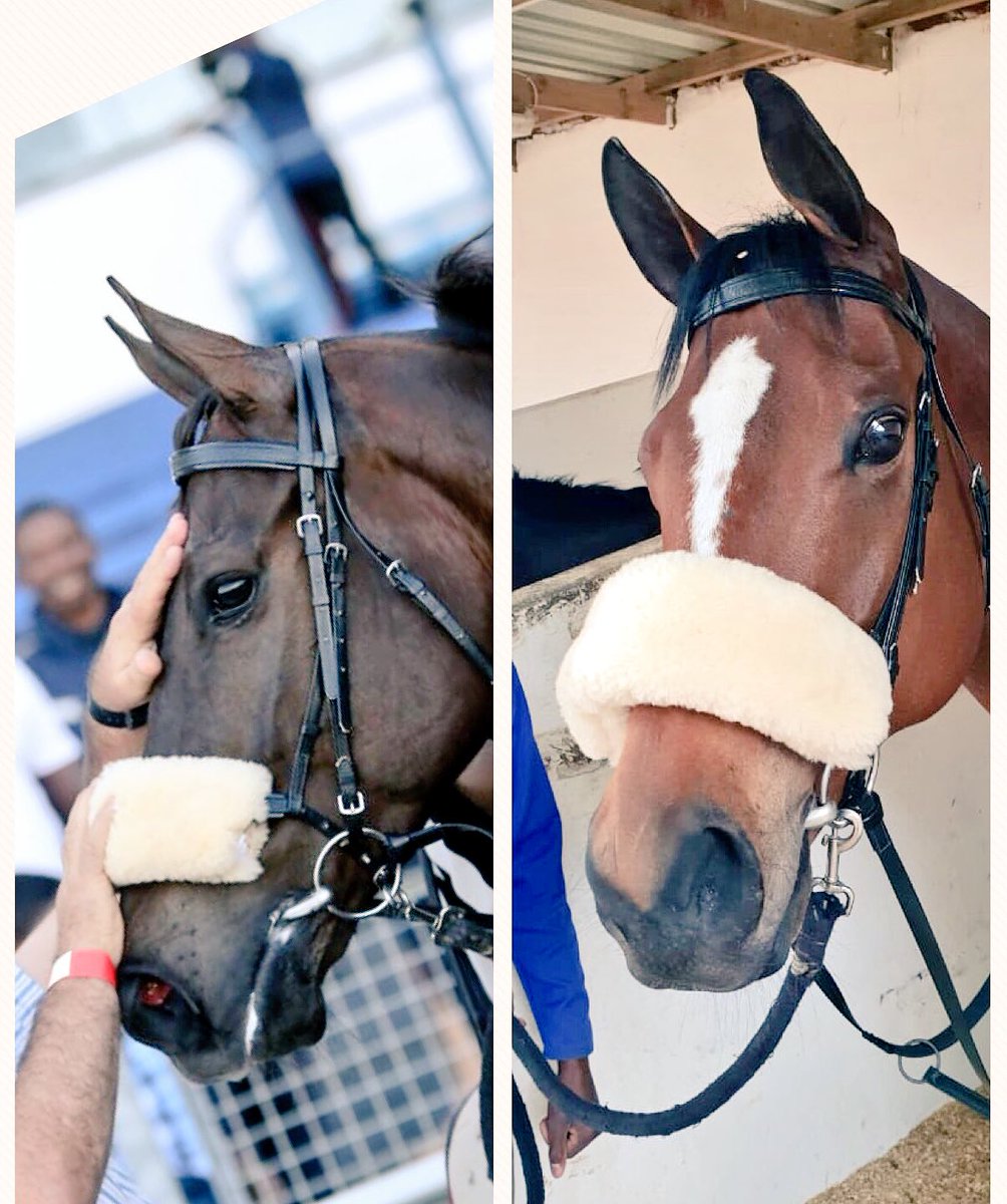 blerena60's tweet photo. So very proud of these amazing horses 🙏🏼 https://t.co/M4E6GAgzIk