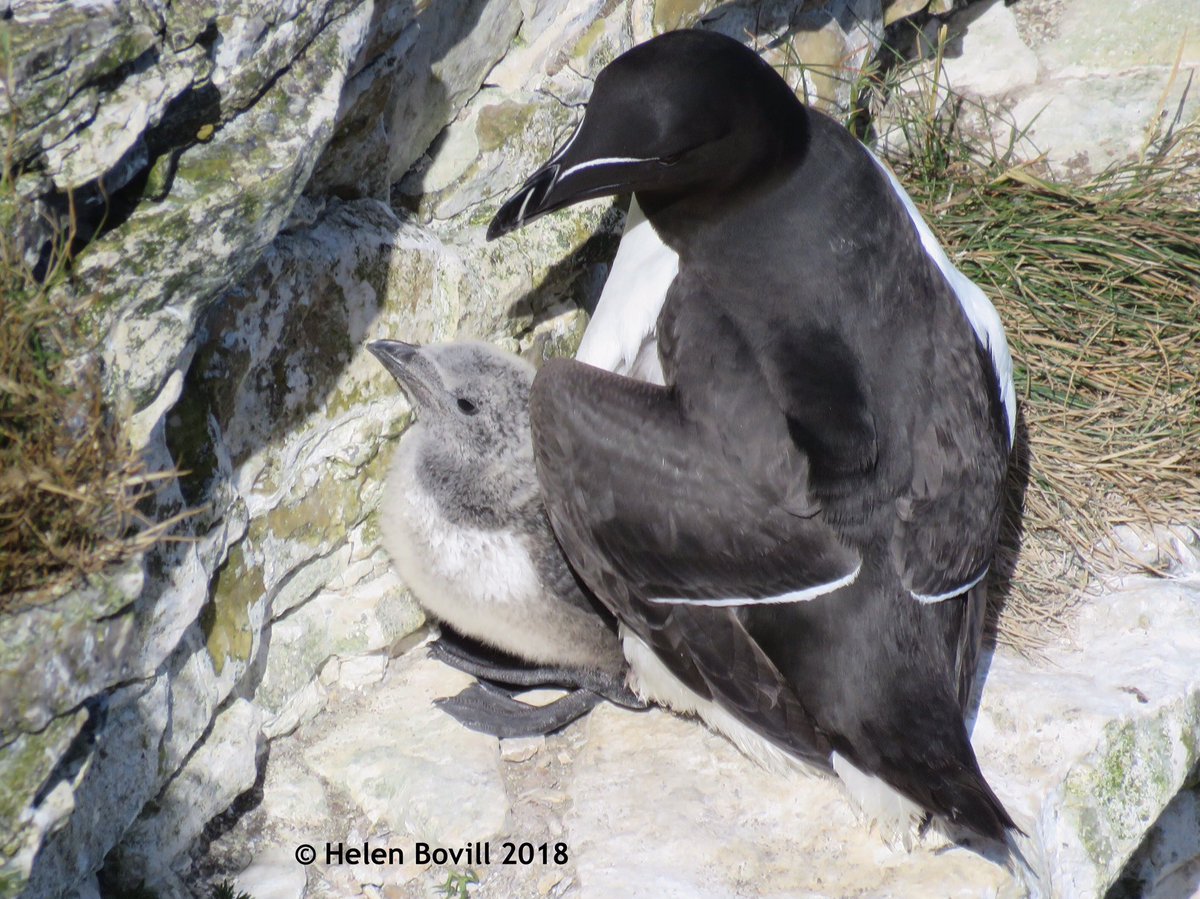 Razorbill and chick <a href="/Bempton_Cliffs/">RSPB Bempton Cliffs</a> this morning.