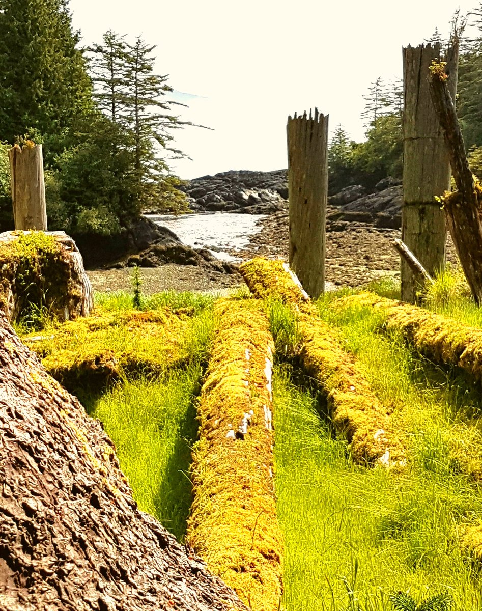 Ken Hans, #Haida artist and cultural Interpreter, generously shares technical knowledge and stories for learning, with @BlueWaterAdventures visitors to #SqaangGwaii
Check out Ken's beautiful art on his fB.