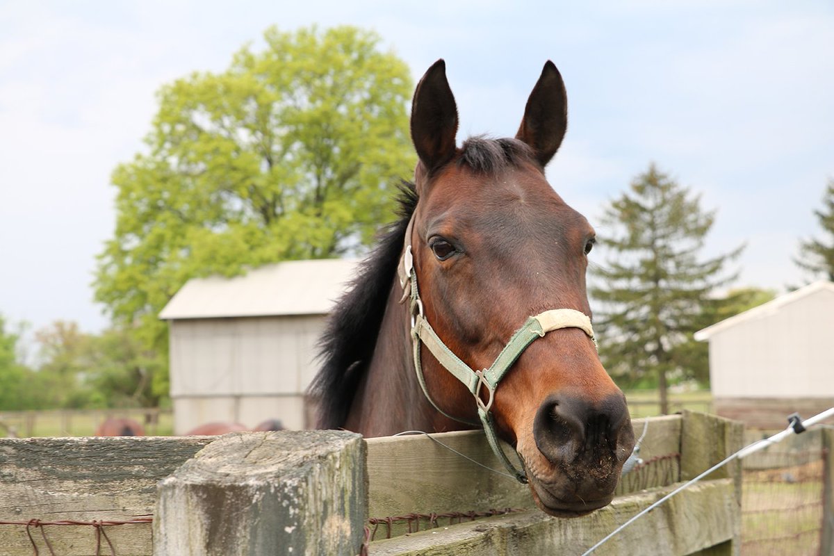 RutgersESC's tweet photo. Thank you for a phenomenal #MonthOfTheHorse! Take a look at all of the pictures and events from the month at https://t.co/m6CsZx9dTL . #RUESC #Rutgers #MonthOfTheHorse #RUGiving https://t.co/fzDfbJdmOX