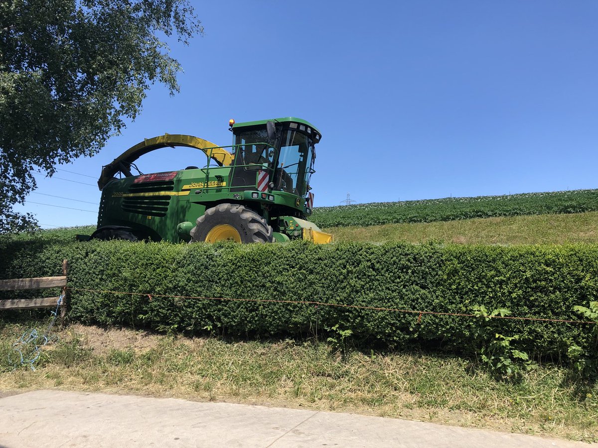 griff_sony's tweet image. #Maishäcksler