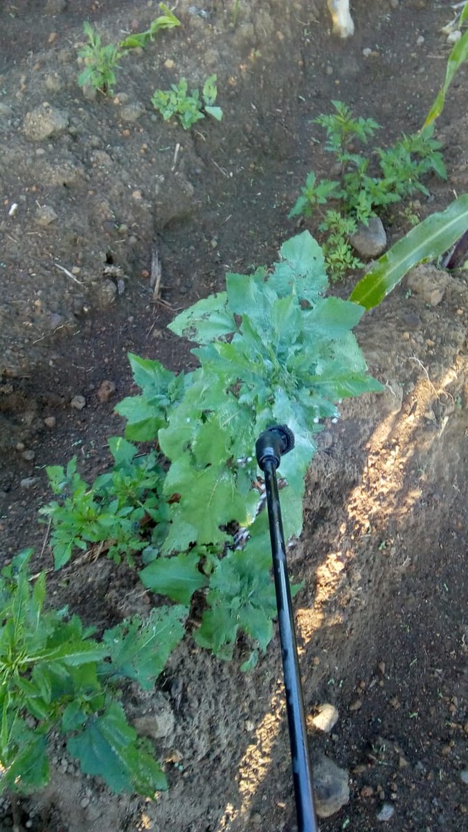 Fedebajio's tweet photo. Hoy Sabado se capacito a productores de la comunidad de San Fco. Cuautlacingo Chalchicomula de Sesma Puebla en el control quimico de malezas en su cultivo de Maiz #PROAGROCapacita https://t.co/rfKp011QLg