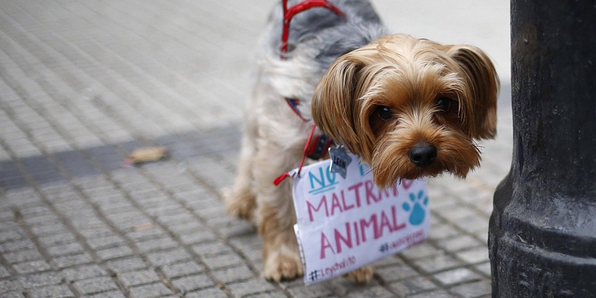 Marcha contra el maltrato animal deja adorables postales de perritos pidiendo por que respeten a sus hermanos publimetro.cl/cl/noticias/20…