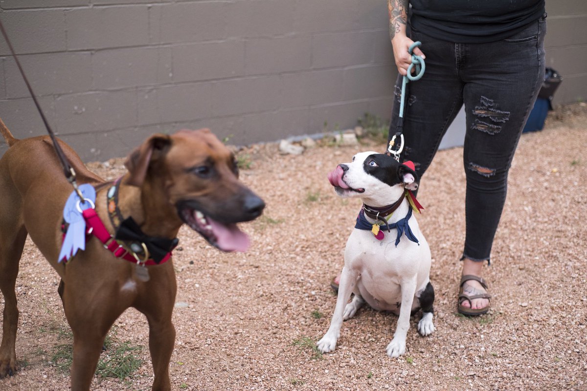 Carolina Girl Catering (@carolinagcaters) on Twitter photo HUGE THANK YOU to everyone that supported Austin Pet Prom 2018!! @cultivoaustin @honeysidefarmatx @haleymariephoto <a href="/austinpetsalive/">Austin Pets Alive!</a> <a href="/CarolinaGCaters/">Carolina Girl Catering</a> HUGE THANK YOU to everyone that supported Austin Pet Prom 2018!! @cultivoaustin @honeysidefarmatx @haleymariephoto <a href="/austinpetsalive/">Austin Pets Alive!</a> <a href="/CarolinaGCaters/">Carolina Girl Catering</a>