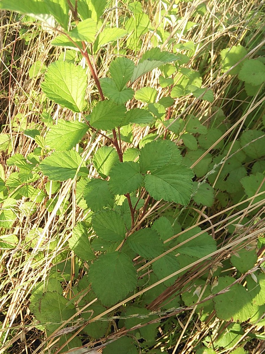 あるみ 野草教室15 ギシギシかスイバ この2つイマイチ見分けがつかない 特徴的なのもあるけど 中間みたいなのもあるし 河原とかにふつーによく生えてる ギシギシもスイバもシュウ酸が多いのであげない方が吉