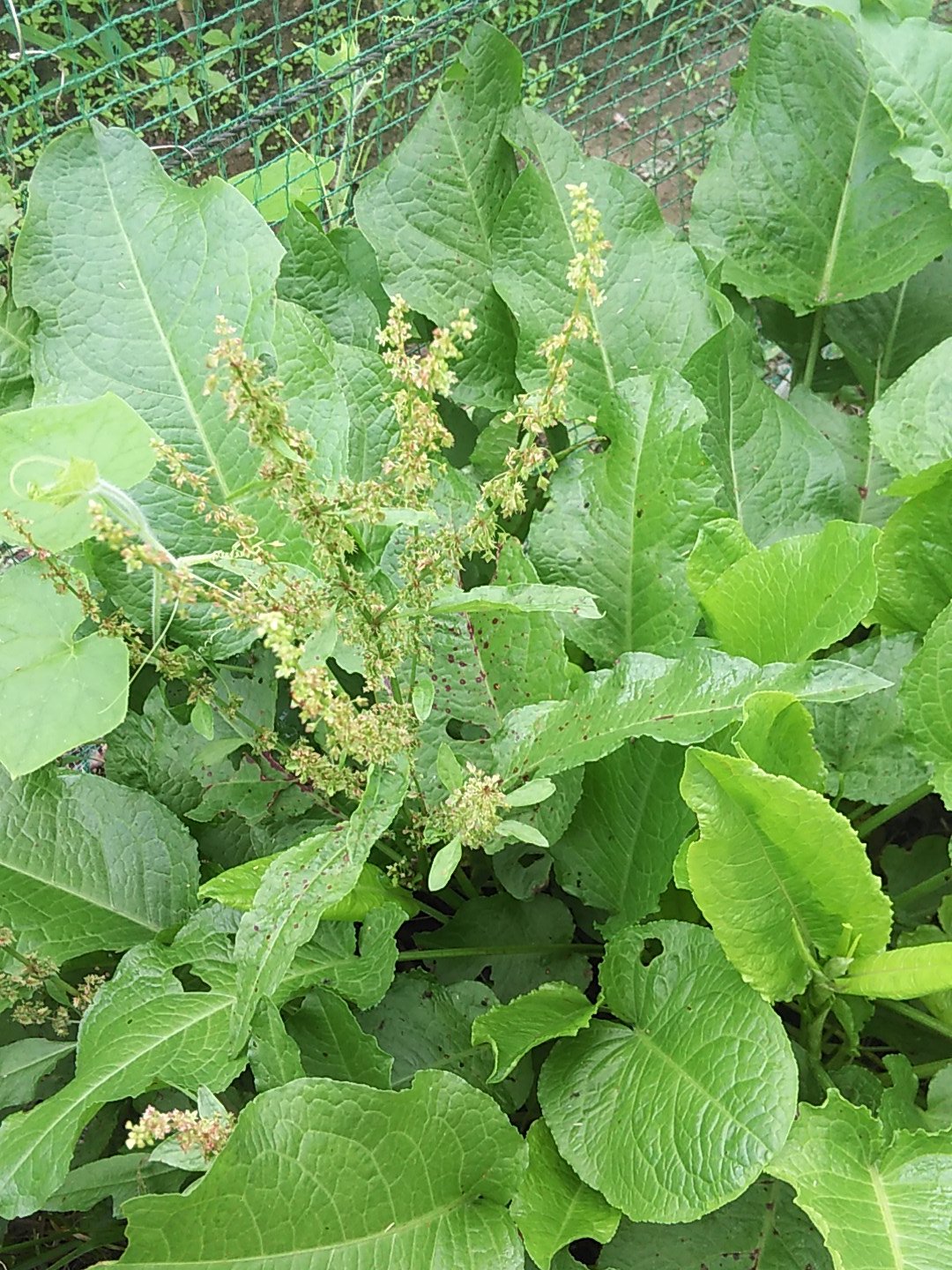 あるみ 野草教室15 ギシギシかスイバ この2つイマイチ見分けがつかない 特徴的なのもあるけど 中間みたいなのもあるし 河原とかにふつーによく生えてる ギシギシもスイバもシュウ酸が多いのであげない方が吉