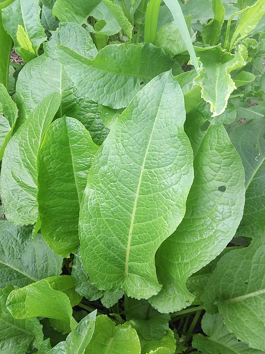 あるみ 野草教室15 ギシギシかスイバ この2つイマイチ見分けがつかない 特徴的なのもあるけど 中間みたいなのもあるし 河原とかにふつーによく生えてる ギシギシもスイバもシュウ酸が多いのであげない方が吉