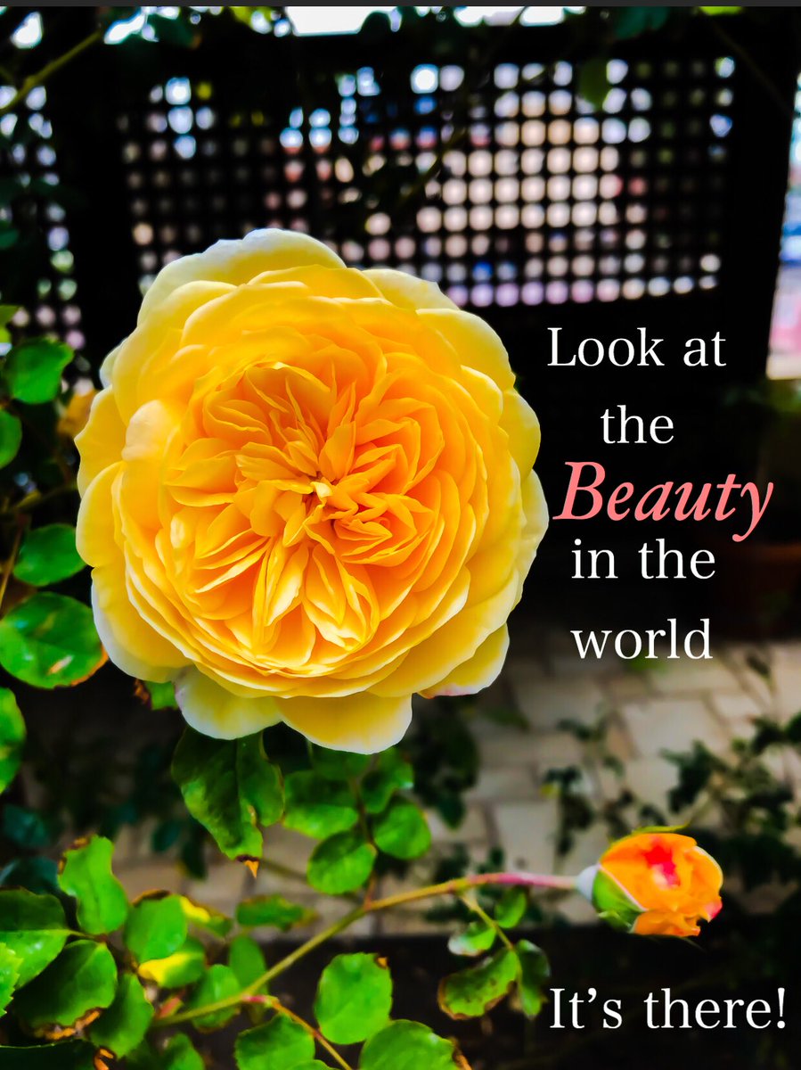 jonstatham's tweet photo. Admire beauty #beauty #admirebeauty #30daysinger #musicproducer #songproduction #grantcardone #elenacardone #10X #jonstatham #singer #artist #songwriter #musicrow #bmi #ascap #sesac #music #billboard #grammys #americansongwriter #losangeles #hollywood #rockstar #guitarplayer https://t.co/buup5KwWns