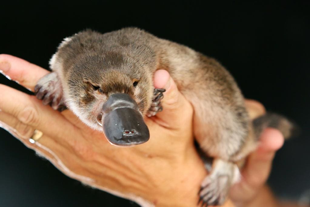 platypus venom platypus venom