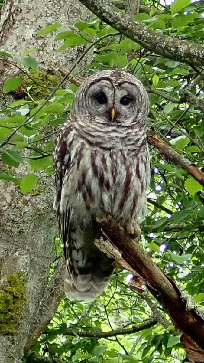 Kser Fm On Twitter Just An Owl In A Listener S Backyard In