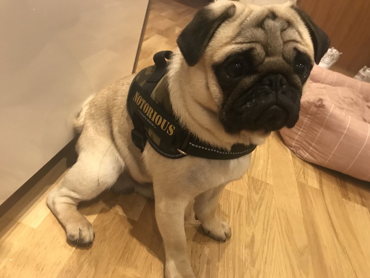 PannieKianzad's tweet image. I’m custom made 👑👑👑
#notoriousbiggie