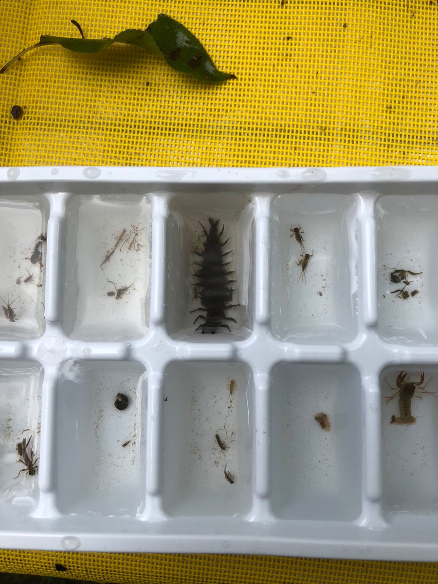 Just a few of our friends
#SquadGoals #CreekFreaks #ISpyAHungryHellgrammite #SaveOurStreams