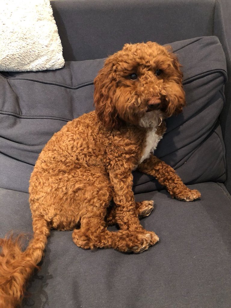 Ok folks can we help with this #missingdog in #CrouchEnd plz #NorthLondonHour Hiya all if you know anyone in Crouch End or around areas please can you share the picture of This dog. Her name is rocky and she went missing today around 5,30 pm.  #RETWEET 📲