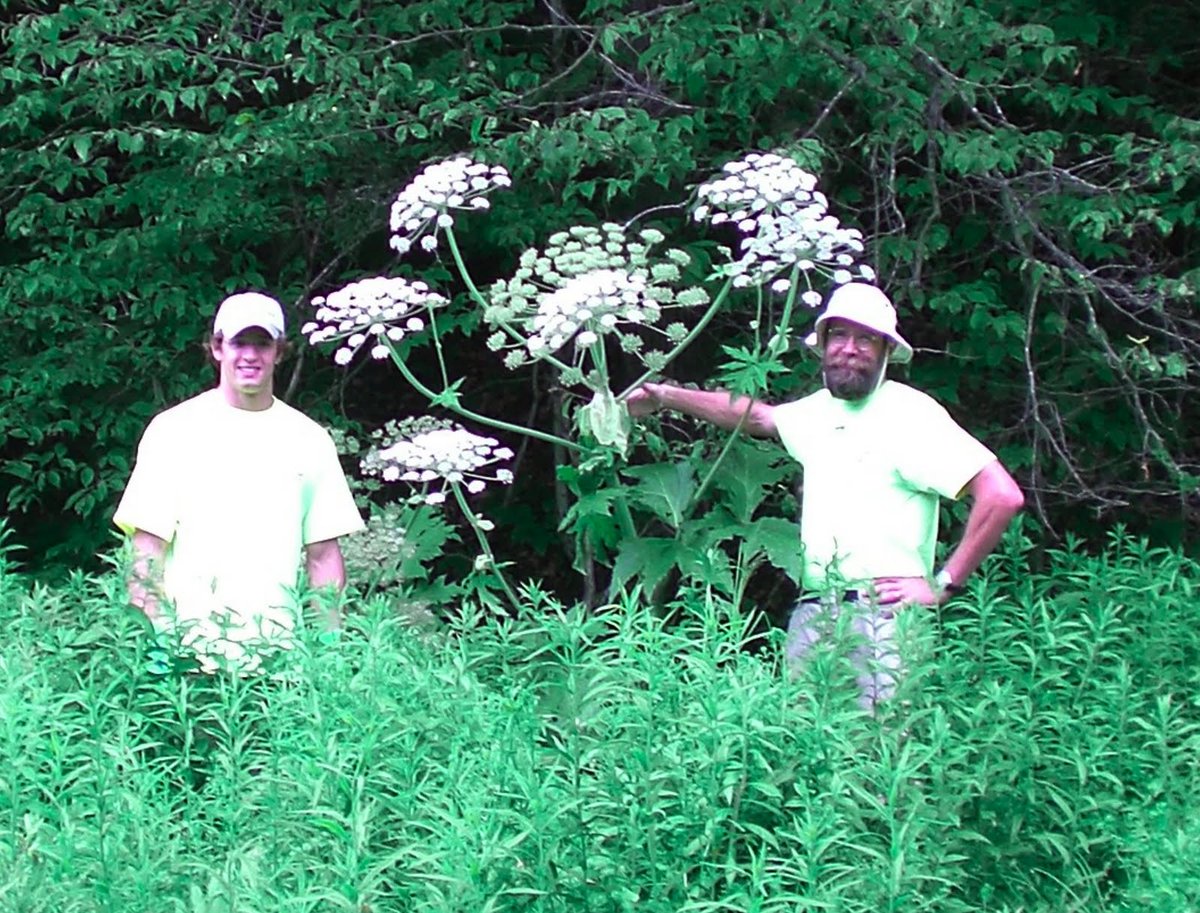 Holliday_Park's tweet photo. Invasive plants can be bad for the environment, and bad for you! If you this plant, Giant Hogweed (Heracleum mantegazzianum) stay away and report it to your local conservation officers. https://t.co/MZ8JHZVLHK #keepitnative #nativeplants #invasiveplants #badnews #Sunburn https://t.co/zVH0aCRJsw