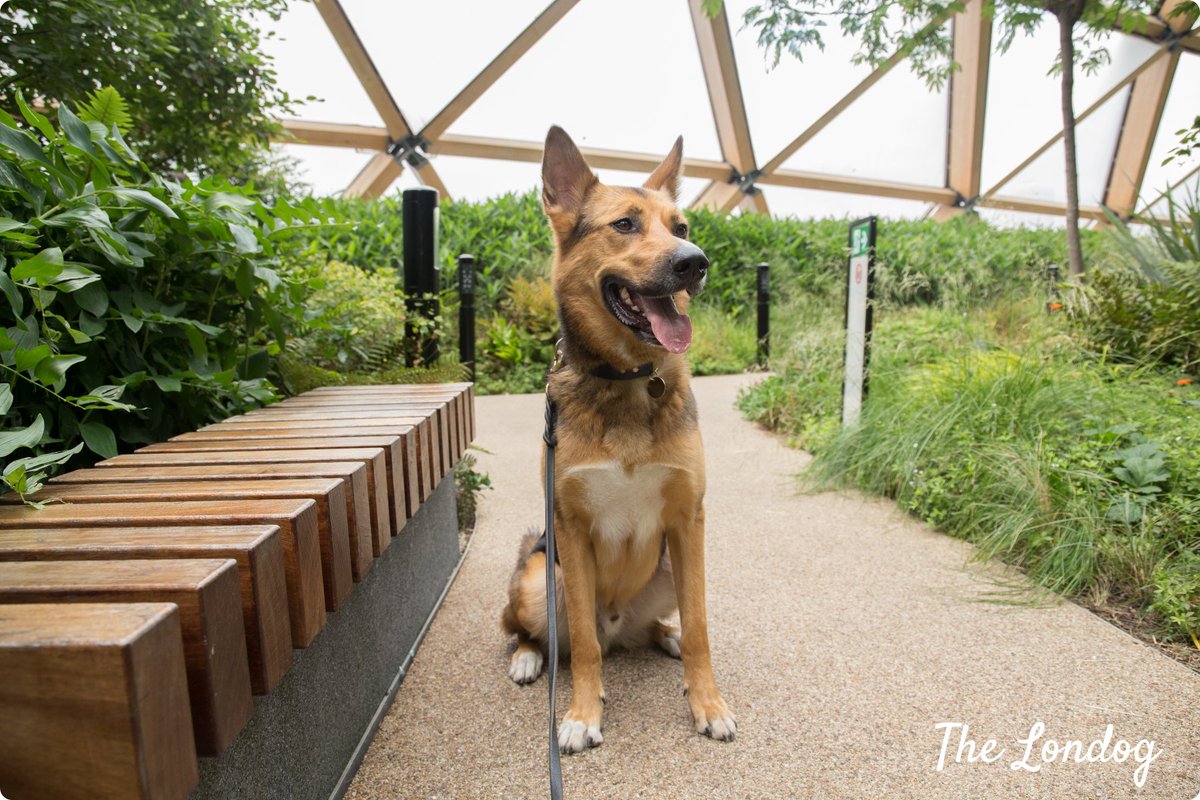 TheLondog's tweet photo. Visiting #CrossrailPlaceRooftopGarden over Open Garden Squares Weekend | All about it and a dog mistery On the BLOG: https://t.co/XLPnL1Nnzo
#londondogs #thingstodowithyourdog #CanaryWharf #OGSW #OGSW18 #londonparks #rooftop #dogsoftwitter @OpenSquares https://t.co/nFo8rXfge4