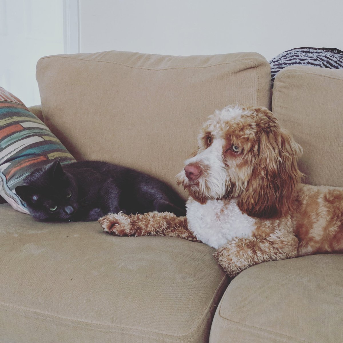 Cockapoo_pops's tweet image. Feeling lots of warmth from my twoof furriends. I would like to introduce you to my big brother Stevie 🐈