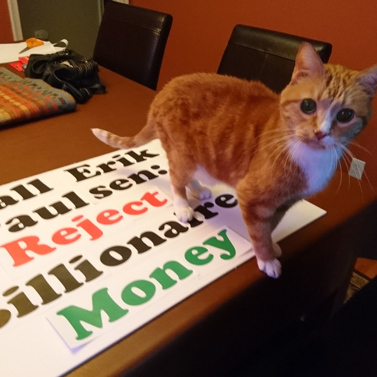 Justice4CatsNow's tweet photo. @anamariecox My #cativist. #ReplacePaulsen https://t.co/0VxNRkf4yV