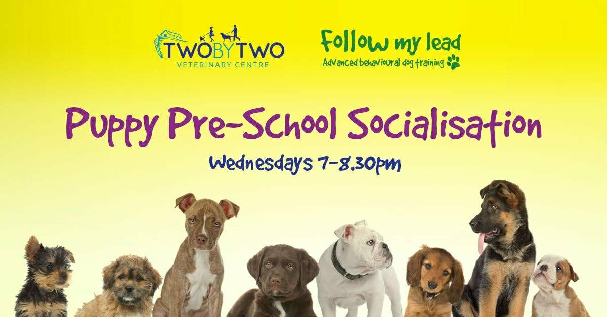 monchthevet's tweet photo. Got or thinking about getting a new puppy? Socialisation from a young age is crucial so why not join us at Two By Two Veterinary Centre in #Finchley for our structured classes every Wednesday evening?  #northlondonhour @northlondonhour https://t.co/MMoV80oDN5