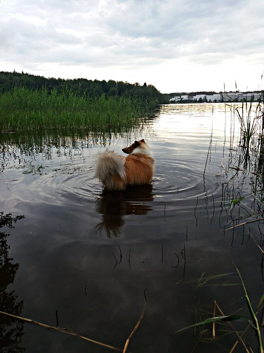 Winstonvonfluff's tweet photo. I like the lake. First I was like yuck what is this wetness?! But then I realised, it's kinda nice on a hot day! 🌞🌊 https://t.co/e1pIZ1ETp5