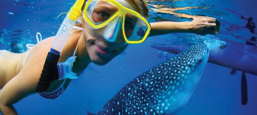 BestOn_Cabo's tweet photo. Our Whale Shark Encounter and Snorkel allows you to swim with the ocean's largest fish! https://t.co/GvZhiGBrb2 https://t.co/KJyjLwKIR1