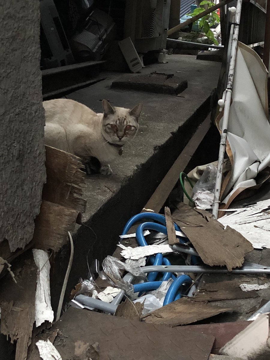 pet_kumamoto's tweet photo. BrThWaさんより

寝屋川の駅前のバス通りで発見しました。首輪つけてます。
どなたかのお家から逃げた猫ではないですか？ https://t.co/LHqQOOArs2