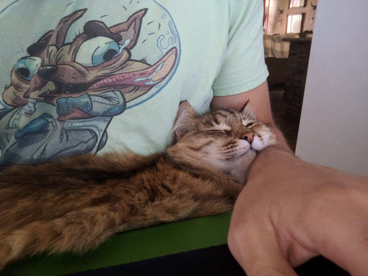 MichaelKatic's tweet photo. I am not allowed to move. #catsaresleepy https://t.co/KruGY0I2Xb