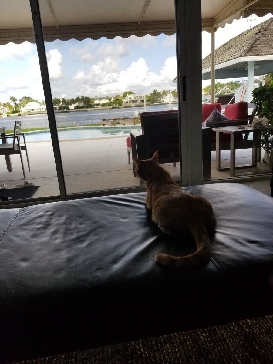 AyahuscaBoston's tweet photo. #largecat https://t.co/NM7CPlA0uD