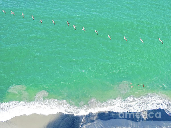 CleverCami's tweet photo. New artwork for sale! - "Forteen Pelicans" - https://t.co/UAPvNit93u @fineartamerica https://t.co/4T0YGBujR0