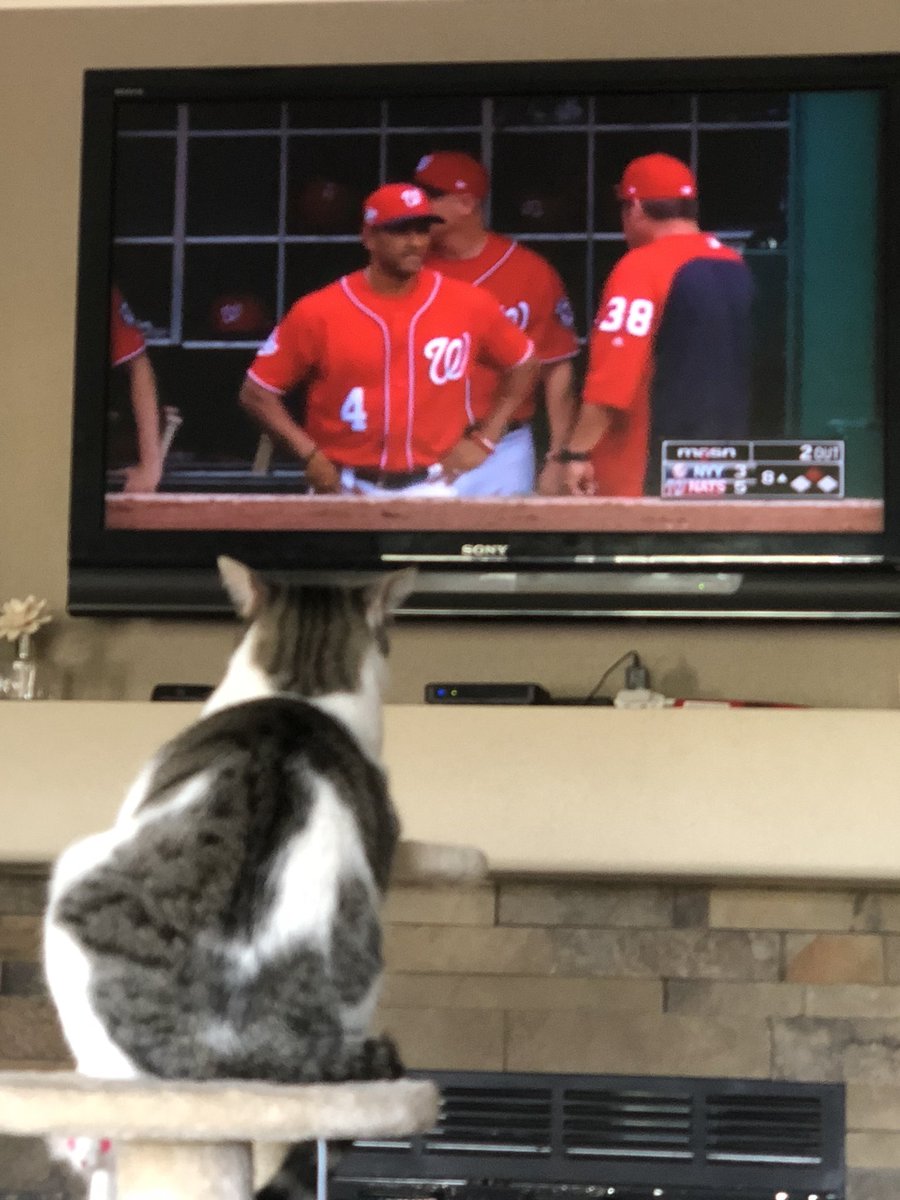 lexa1933's tweet photo. Yogi Cat. Washington Nationals fan!! https://t.co/25zGwam8gJ
