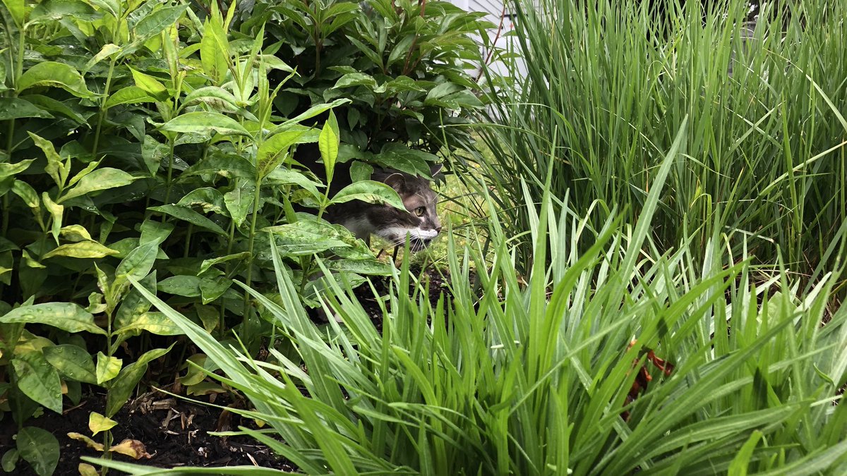MrBaileyCat's tweet photo. One of the things on my #BucketList is to hang out in the neighbour’s awesome garden so Mommy let me trespass today for a few minutes 🐾 #AskForForgivenessLater #MrBailey #Cat #Garden #Moncton https://t.co/HnZDosyBKA
