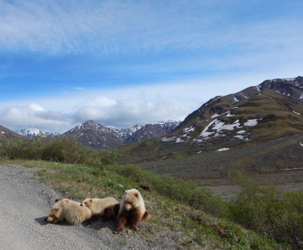 Annette Patton (@slideyslopes) on Twitter photo “Approximate contact due to wildlife”: in <a href="/DenaliNPS/">Denali National Park</a>, the wildlife always wins! Sometimes that means waiting to access a site or relying on remote observation. Binoculars and aerial imagery are crucial to fieldwork here! “Approximate contact due to wildlife”: in <a href="/DenaliNPS/">Denali National Park</a>, the wildlife always wins! Sometimes that means waiting to access a site or relying on remote observation. Binoculars and aerial imagery are crucial to fieldwork here!