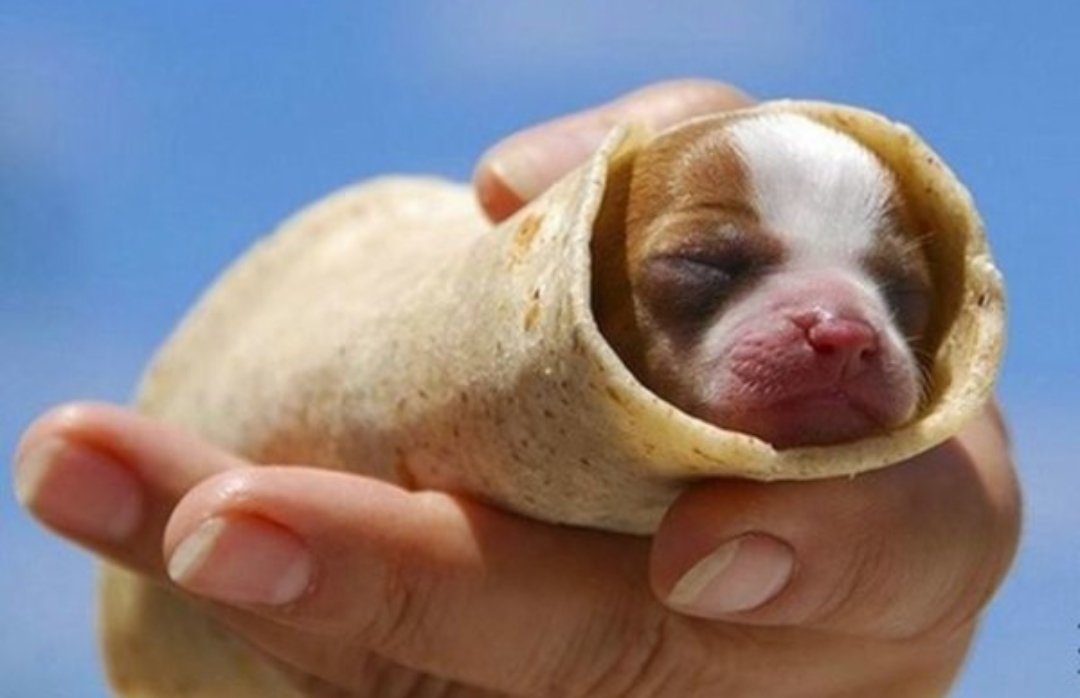 Jos Gonzlez 🥑 on Twitter: "@katieboue In case a burrito dog helps...  https://t.co/8nk71eUBFv" / Twitter