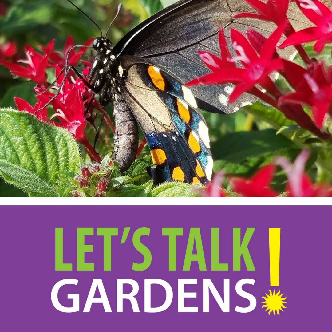 SIGardens's tweet photo. This weeks Lets Talk Gardens, in honor of #pollinatorweek we are talking about making space for insect pollinators in your home garden! Be kind to them and they'll be kind to you! #pollinatorweek2018 #LetTalkGardens #pollinators https://t.co/MTAh5cEun1