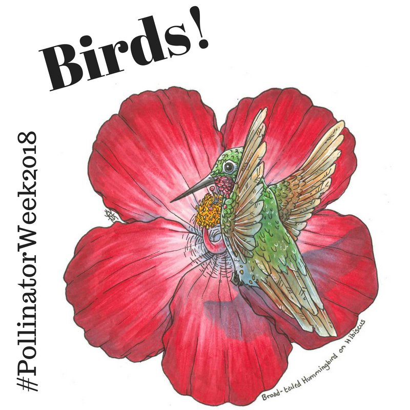 SIGardens's tweet photo. Birds, hummingbirds especially, are wonderful pollinators! they're attracted to long funnel-like flowers loaded with nectar! #pollinatorweek2018 #pollinatorweek https://t.co/jPEQlG9Dyd