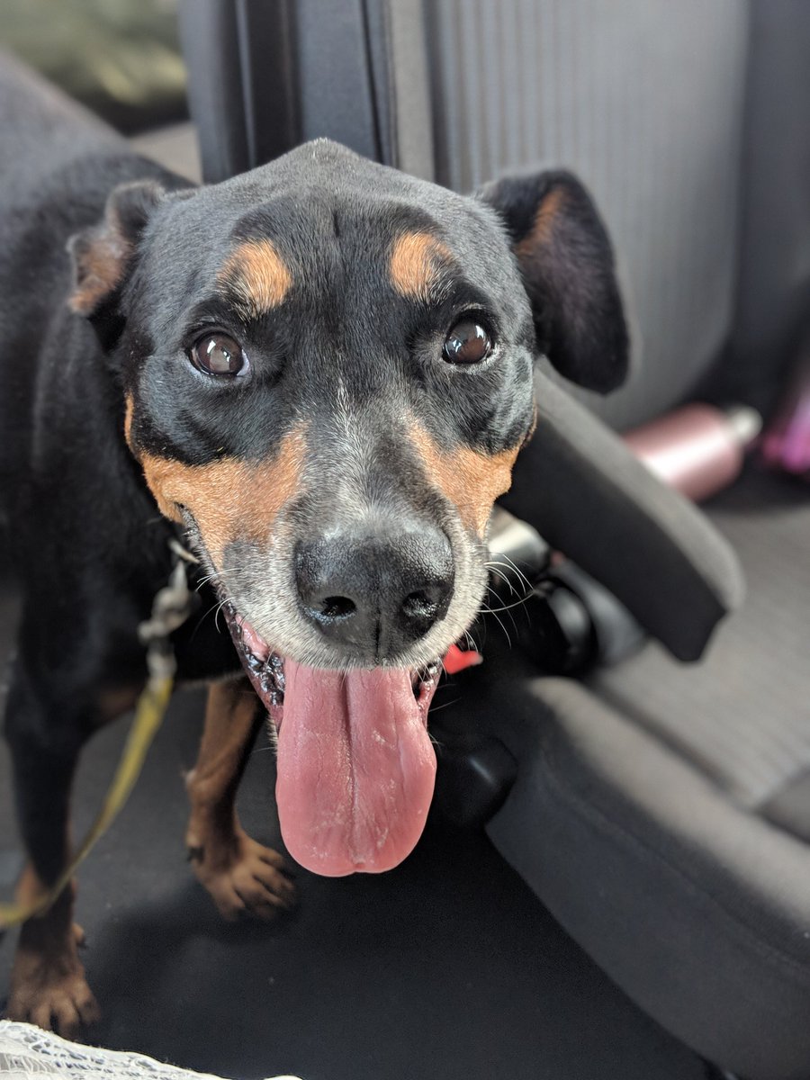 TeamPurgatorgy's tweet photo. We went to a dog beach and spent some time with three amazing pups who are in need of fur-ever homes 💙 Stop by @hawaiianhumane
and adopt one of these Very Good Dogs!  https://t.co/oUADZz0Att #GISH #GISHtrip2018 https://t.co/fwWmWgkjgk