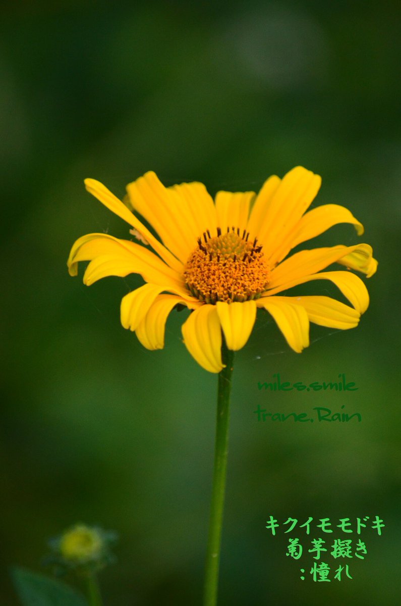 Miles スマイル 夏至 乃東枯 Ar Twitter あさのいろ おはよう キクイモモドキ 菊芋擬き 憧れ キク科キクイモモドキ属 ヘリオプシス属 北アメリカ東部原産 和名 イシイモ 花期 夏 初秋 一重 半八重 半球状の八重咲き 黄色か橙黄色が個体や品種で濃淡 葉