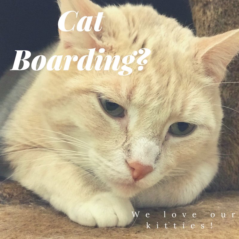 PPRCuster's tweet image. We love all of our fur friends! Don't forget we board kitties too! 😍💖🤗🐱 #catboarding #petdaycare #mypetparadise