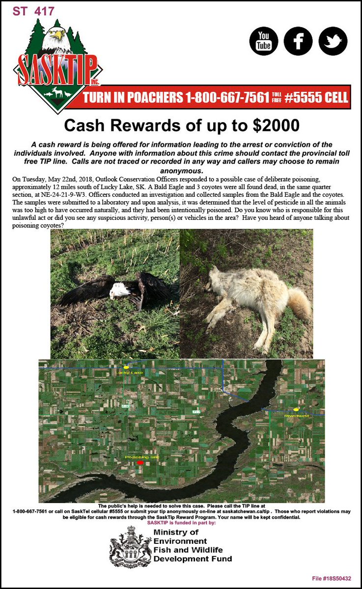 Sasktip's tweet image. New unsolved case from the Lucky Lake area - Bald Eagle and coyotes deliberately poisoned. If you have any info call the TIP Line 1-800-667-7561 or report online at saskatchewan.ca/tip