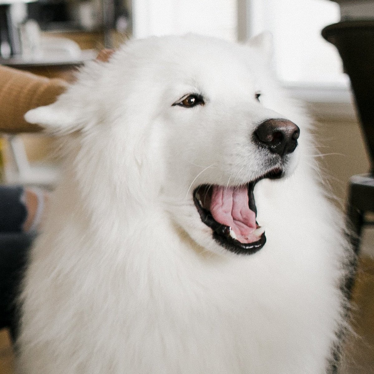 getjavaya's tweet image. Did you know light roast coffee has more caffeine than dark roast coffee? Neither did Cooper! 😯 #craftcoffee #craftcoffeerevolution #coffee #caffeinated #lightroast