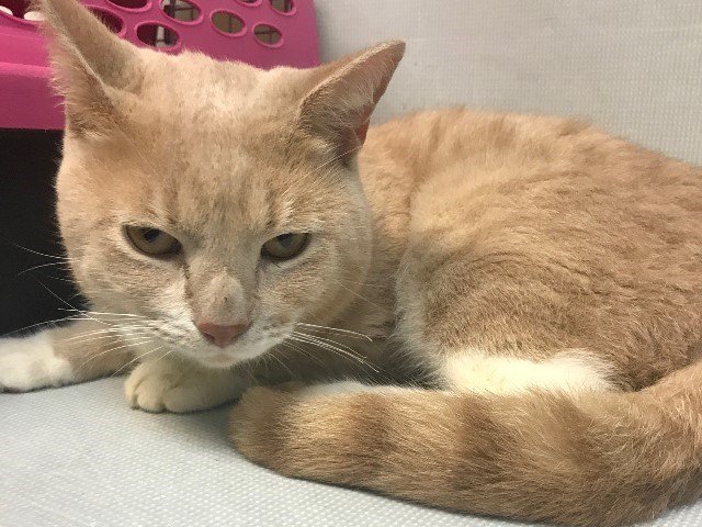 NYCDEATHROWCATS's tweet photo. ***TO BE DESTROYED 06/19/18***SWEET YOUNG CREAMSICLE NEEDS YOU! Handsome VINCE was kicked outside by a neighbor and his finder brought him to the shelter. He is a bit frightened and needs a new furever home this... https://t.co/ccV7BqL6rD … https://t.co/TzEsd1xx2K